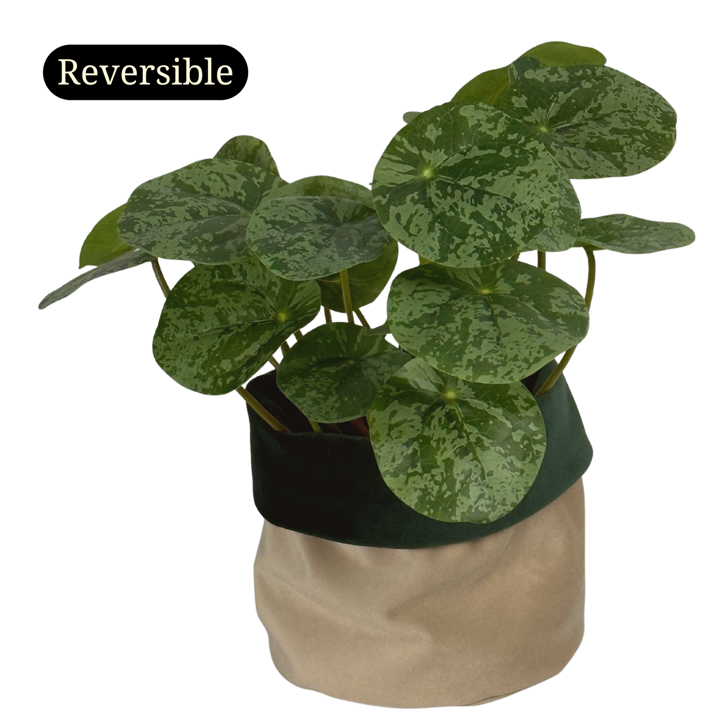 Jaded Velvet Planter